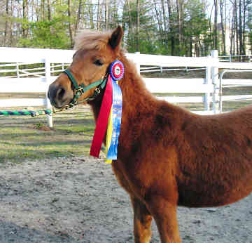 PONEI CHINCOTEAGUE